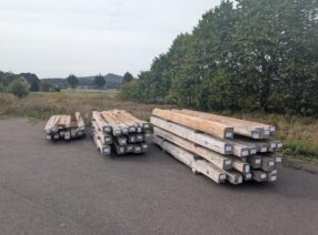 Historische Eichenbalken, Roteiche