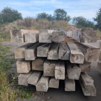 Historische Eichenbalken, Roteiche